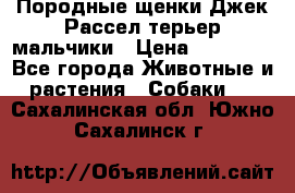 Породные щенки Джек Рассел терьер-мальчики › Цена ­ 40 000 - Все города Животные и растения » Собаки   . Сахалинская обл.,Южно-Сахалинск г.